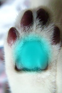 Cat paw showing Bud Chakra