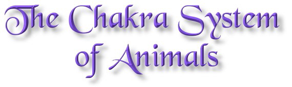 Chakra System Animals
