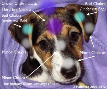 Dog Face Chakras - Copyright  Patinkas 2009