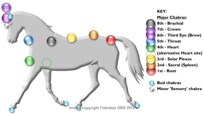 Horse Chakras - Copyright  Patinkas 2009